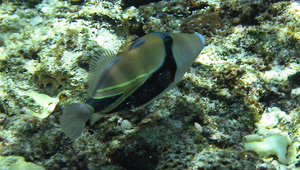 Rhinecanthus rectangulus (斜帶吻棘魨)縮圖