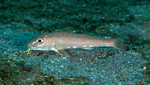 Upeneus japonicus (日本緋鯉)縮圖