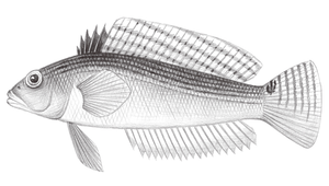 Parapercis striolata (斑棘擬鱸)-資源代表圖