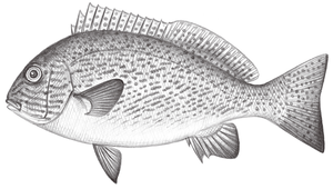 Plectorhinchus flavomaculatus (黃點胡椒鯛)縮圖