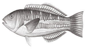 Thalassoma trilobatum (三葉錦魚)縮圖