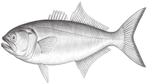 Pomatomus saltatrix (扁鰺)-資源代表圖