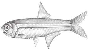 Stolephorus commersonnii (康氏側帶小公魚)