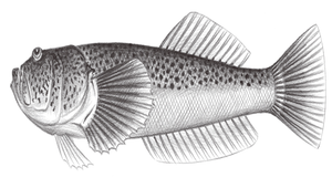 Xenocephalus elongatus (奇頭鰧)縮圖
