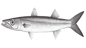 Sphyraena forsteri (大眼金梭魚)-資源代表圖
