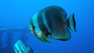 Platax teira (尖翅燕魚)-資源代表圖
