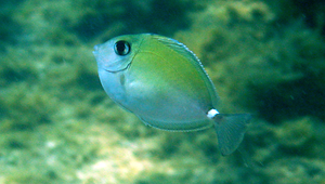 Naso annulatus (環紋鼻魚)縮圖