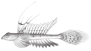 Callionymus valenciennei (瓦氏䲗)縮圖