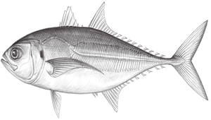Megalaspis cordyla (大甲鰺)-資源代表圖