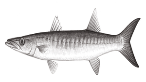 Sphyraena jello (斑條金梭魚)縮圖