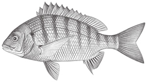 Acanthopagrus schlegelii (黑棘鯛)縮圖