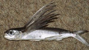 Exocoetus volitans (大頭飛魚)-資源代表圖