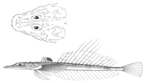 Hoplichthys langsdorfii (郎氏針鯒)縮圖