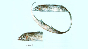 Tentoriceps cristatus (隆頭帶魚)縮圖