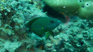 Pseudochromis fuscus (褐擬雀鯛)縮圖