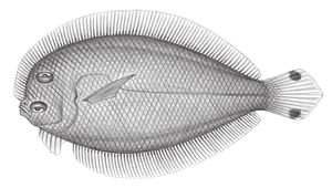 Engyprosopon grandisquama (偉鱗短額鮃)縮圖