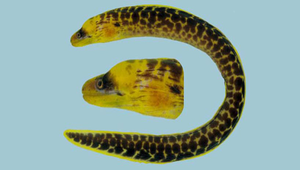 Gymnothorax formosus (美麗裸胸鯙)縮圖