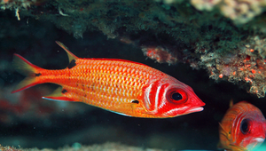 Sargocentron melanospilos (黑點棘鱗魚)縮圖