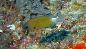 Chromis alleni (亞倫氏光鰓雀鯛)縮圖