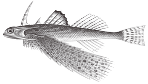 Dactyloptena gilberti (吉氏飛角魚)