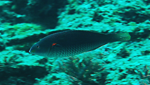 Stethojulis bandanensis (黑星紫胸魚)縮圖
