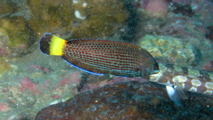 Anampses caeruleopunctatus (青斑阿南魚)縮圖
