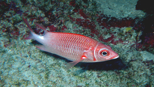Sargocentron caudimaculatum (尾斑棘鱗魚)縮圖