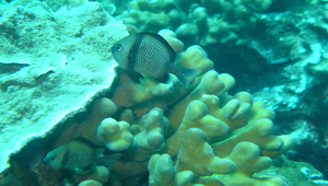 Dascyllus reticulatus (網紋圓雀鯛)縮圖