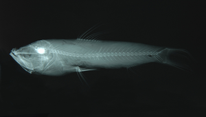 Neoscopelus macrolepidotus (大鱗新燈魚)-資源代表圖