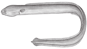 Ophichthus tsuchidae (柴田氏蛇鰻)縮圖