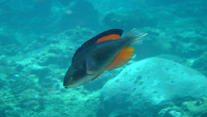 Cirrhilabrus melanomarginatus (黑緣絲鰭鸚鯛)縮圖