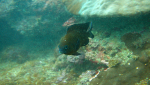 Stegastes fasciolatus (藍紋高身雀鯛)縮圖