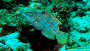 Oxycheilinus bimaculatus (雙斑尖唇魚)縮圖