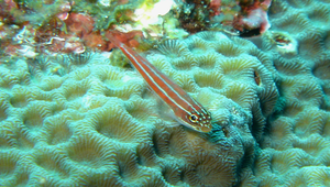 Helcogramma striata (縱帶彎線鳚)縮圖