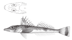 Bembras japonica (日本赤鯒)縮圖