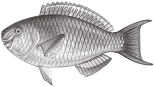 Scarus rubroviolaceus (紅紫鸚哥魚)