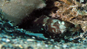 Cryptocentrus nigrocellatus (眼斑絲鰕虎)縮圖