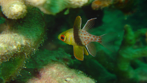 Sphaeramia nematoptera (絲鰭圓天竺鯛)縮圖