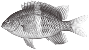 Plectroglyphidodon leucozonus (白帶固曲齒鯛)縮圖