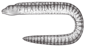 Gymnothorax chilospilus (雲紋裸胸鯙)-資源代表圖