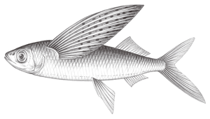 Cheilopogon spilopterus (點鰭鬚唇飛魚)-資源代表圖