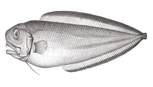Monomitopus pallidus (重齒單趾鼬魚)-資源代表圖
