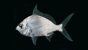 Gerres longirostris (長吻鑽嘴魚)縮圖