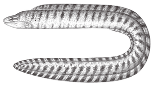 Gymnothorax zonipectis (帶尾裸胸鯙)縮圖