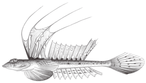 Repomucenus virgis (處女斜棘䲗)-資源代表圖