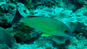 Lutjanus fulvus (黃足笛鯛)-資源代表圖