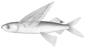 Cheilopogon arcticeps (弓頭唇鬚飛魚)縮圖