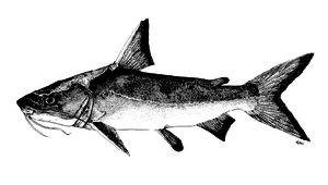 Plicofollis nella (內爾褶囊海鯰)-資源代表圖