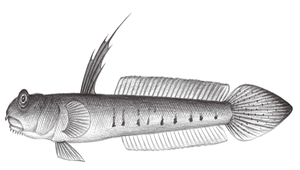 Scartelaos histophorus (青彈塗魚)縮圖