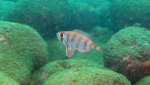 Priacanthus sagittarius (高背大眼鯛)縮圖